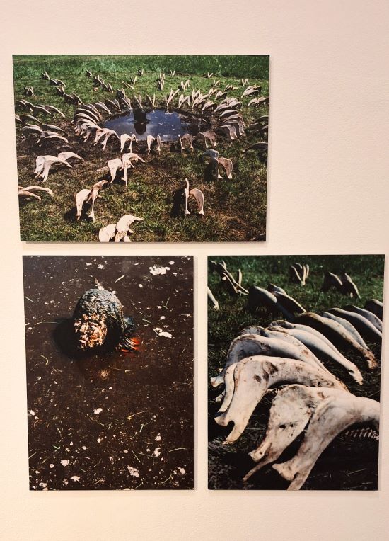 Installazione di ossa e uova realizzata per l'università delle belle arti di Amburgo , Germania di Chiharu Shiota